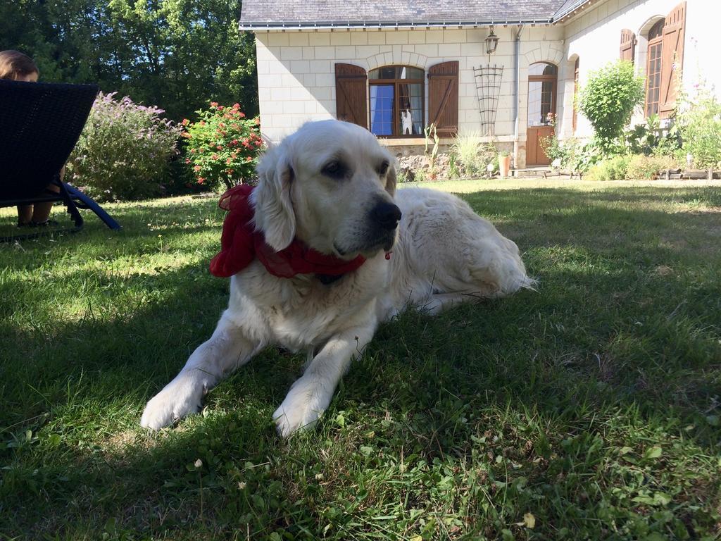 Domaine De Joreau Gennes-Val-de-Loire Екстер'єр фото